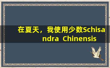 在夏天，我使用少数Schisandra  Chinensis补充缺乏症，停止出汗，调解气体并促进唾液。它便宜且易于使用，将其浸泡在水中并直接喝。